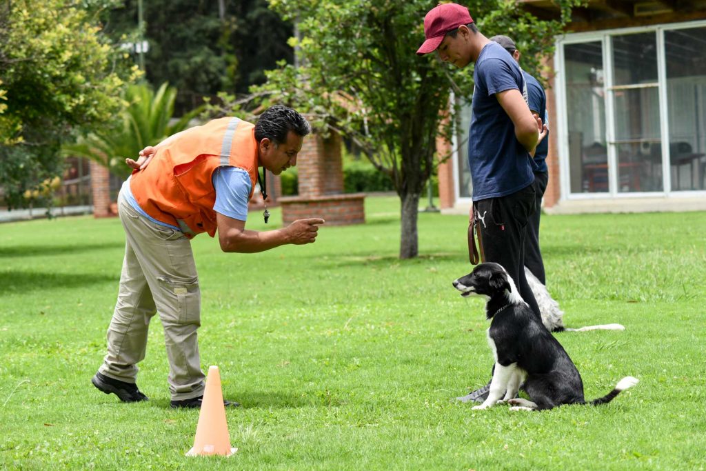 Border collie bala con Eduardo 1
