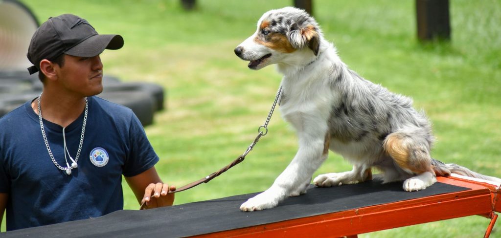 Finca Tlanemani - Australian shepherd : aussie_Ganster 002