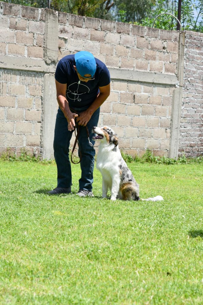 Finca Tlanemani - Australian shepherd : aussie_Ganster