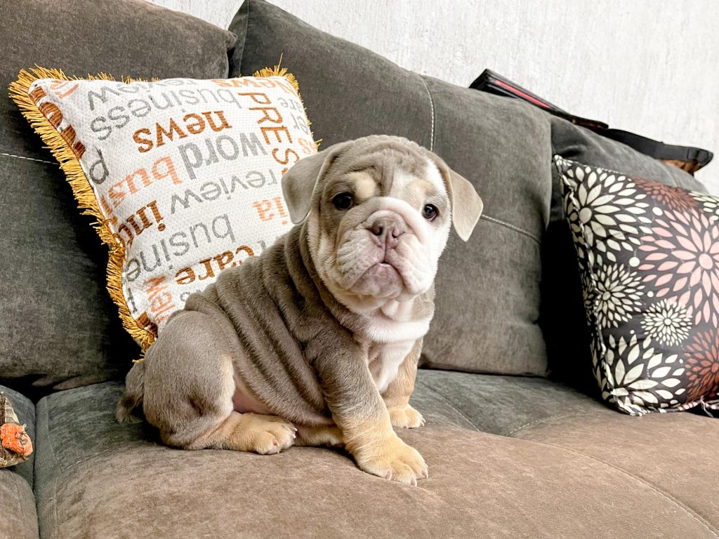 Finca Tlanemani Kora bulldog Ingles-1