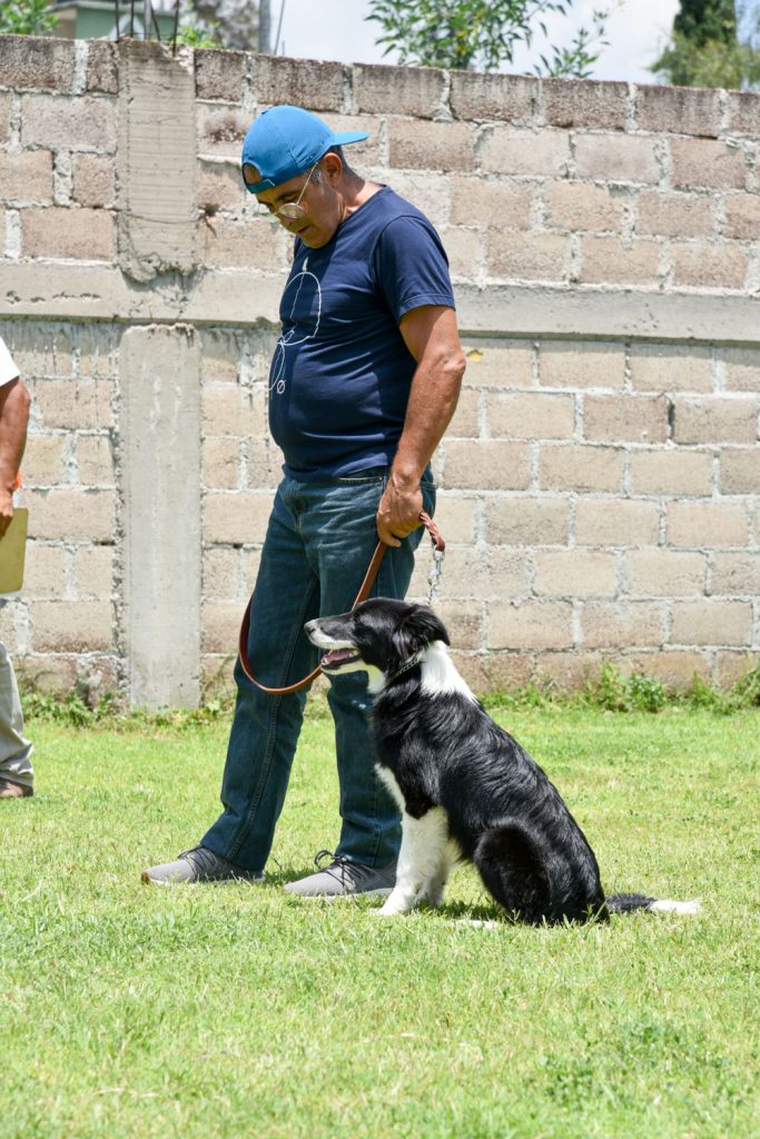 Finca Tlanemani - Border Collie Bala-12