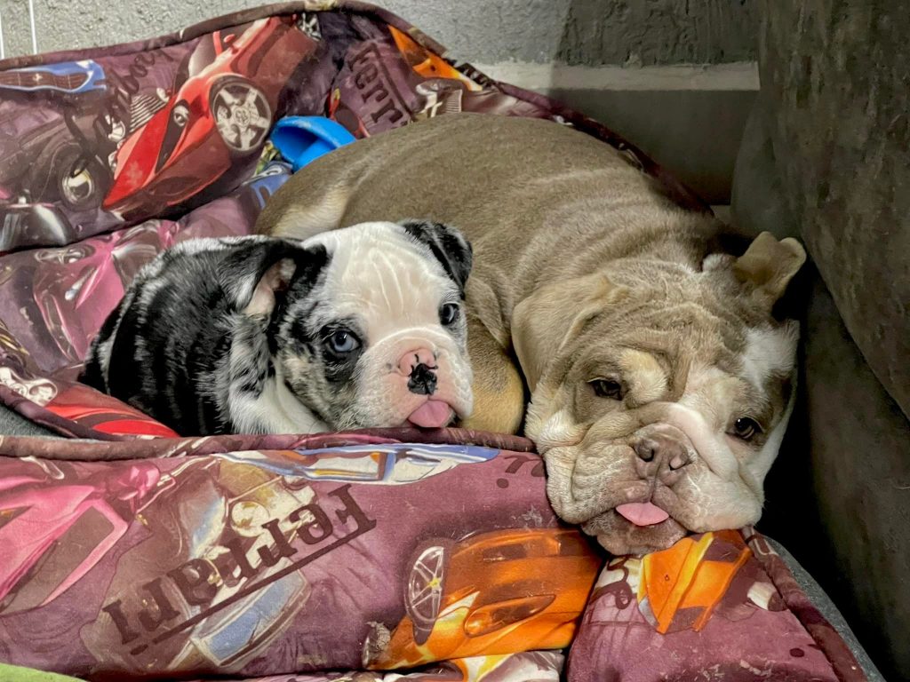 Historia del Adiestramiento Canino