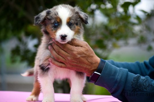 Venta de cachorro australian shepherd - Finca Tlanemani