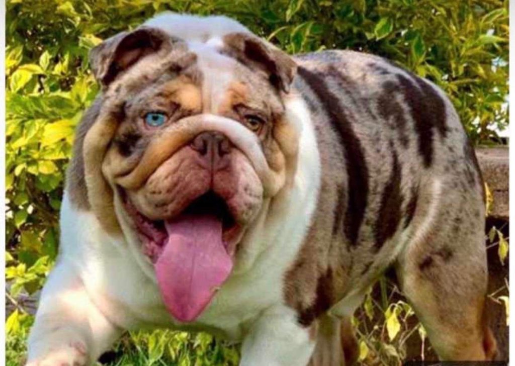 Finca Tlanemani - Escobar Bulldog ingles Chocolate Merle