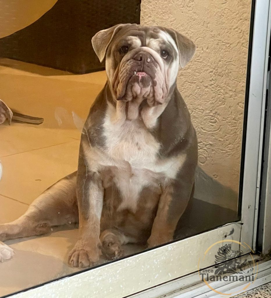 Finca Tlanemani - Kora Bulldog ingles - Lilac