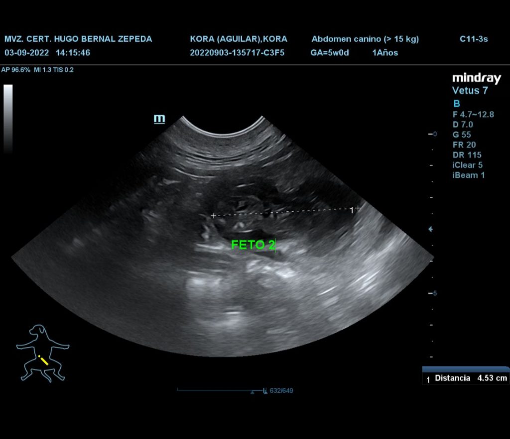 Finca Tlanemani - Kora ultrasonido 01 - Bulldog ingles - lilac