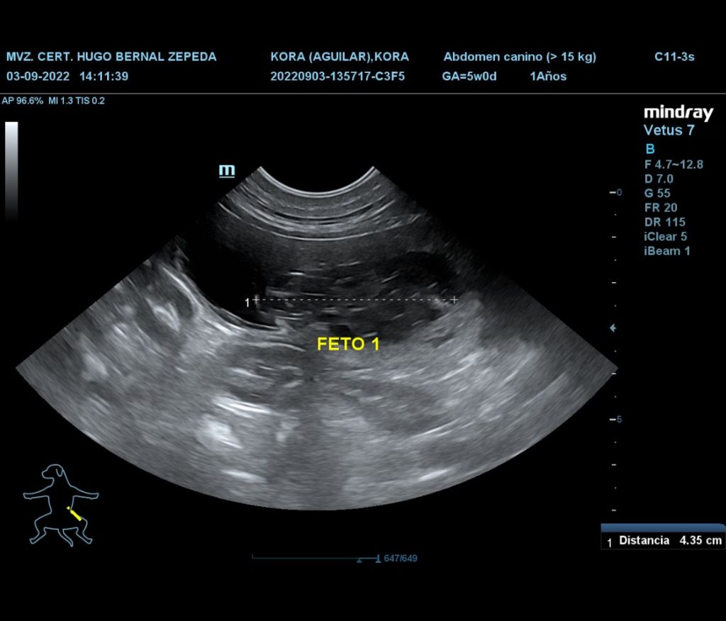 Finca Tlanemani - Kora ultrasonido 02 - Bulldog ingles - lilac