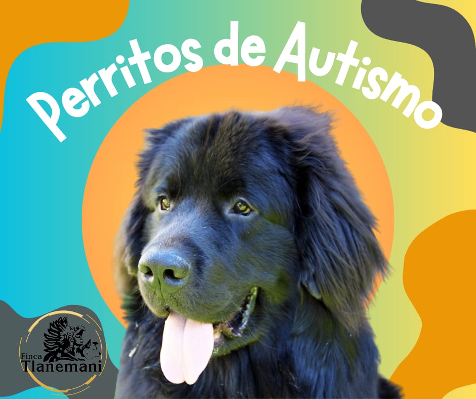 Finca-Tlanemani-Lomitos-de-asitencia-perritos-de-autismo