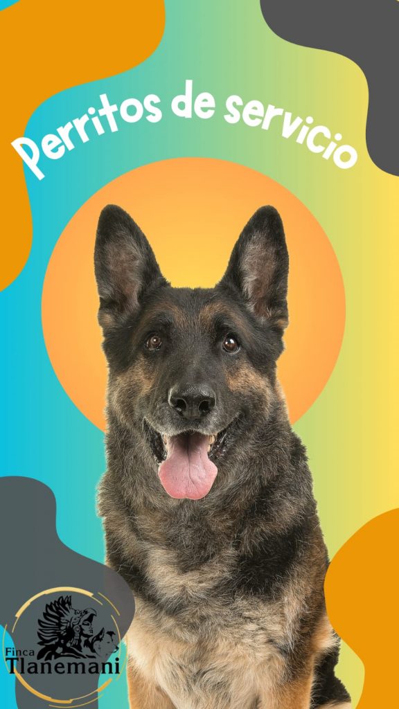 Finca-Tlanemani-Lomitos-de-asitencia-perritos-de-servicio