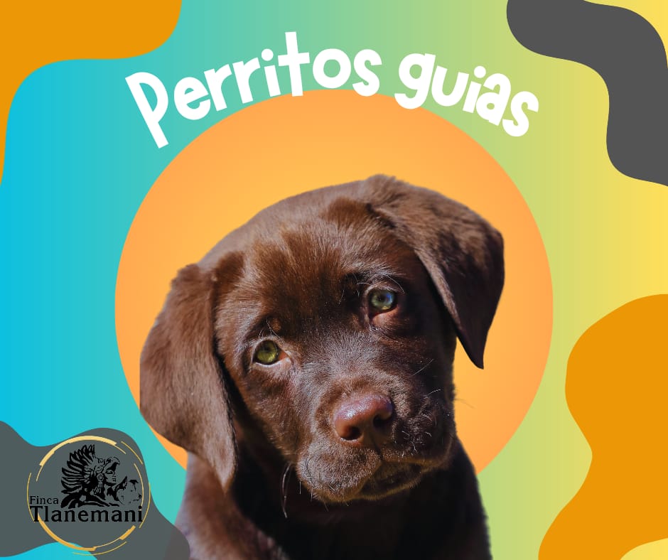 Finca-Tlanemani-Lomitos-de-asitencia-perritos-guias