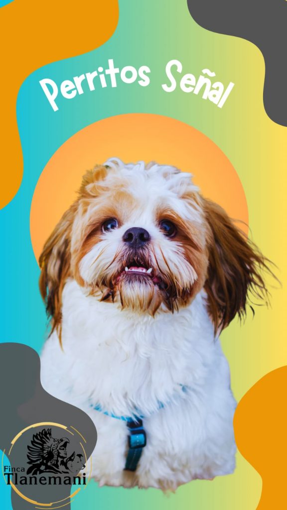 Finca-Tlanemani-Lomitos-de-asitencia-perritos-senal