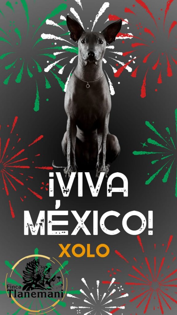 Finca-Tlanemani-Viva-Mexico-Xolo