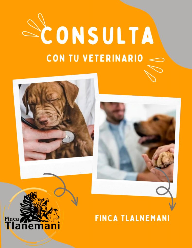 Finca Tlanemani - Como escoger las croquetas de tu perrito - consulta con un veterinario
