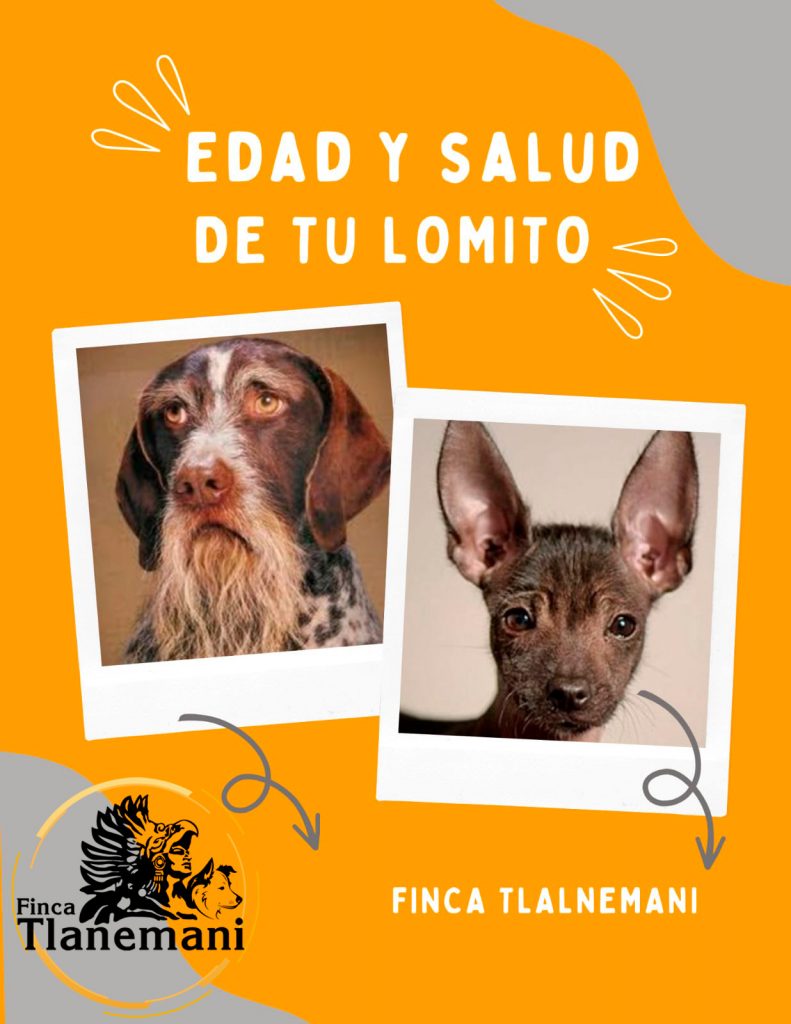Finca Tlanemani - Como escoger las croquetas de tu perrito - edad y salud de tu lomito