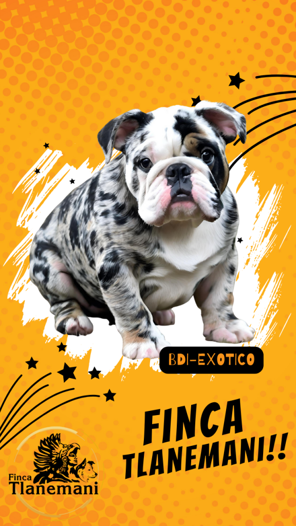 Bulldog Ingles Exotico_hor