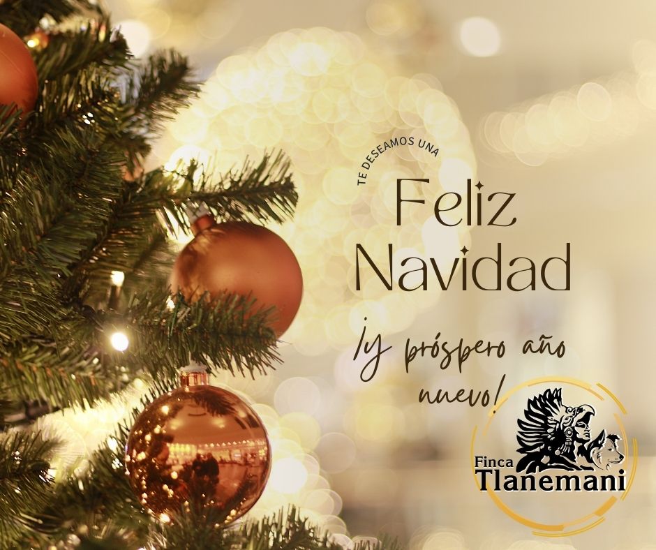 vispera de Navidad en Finca Tlanemani 2