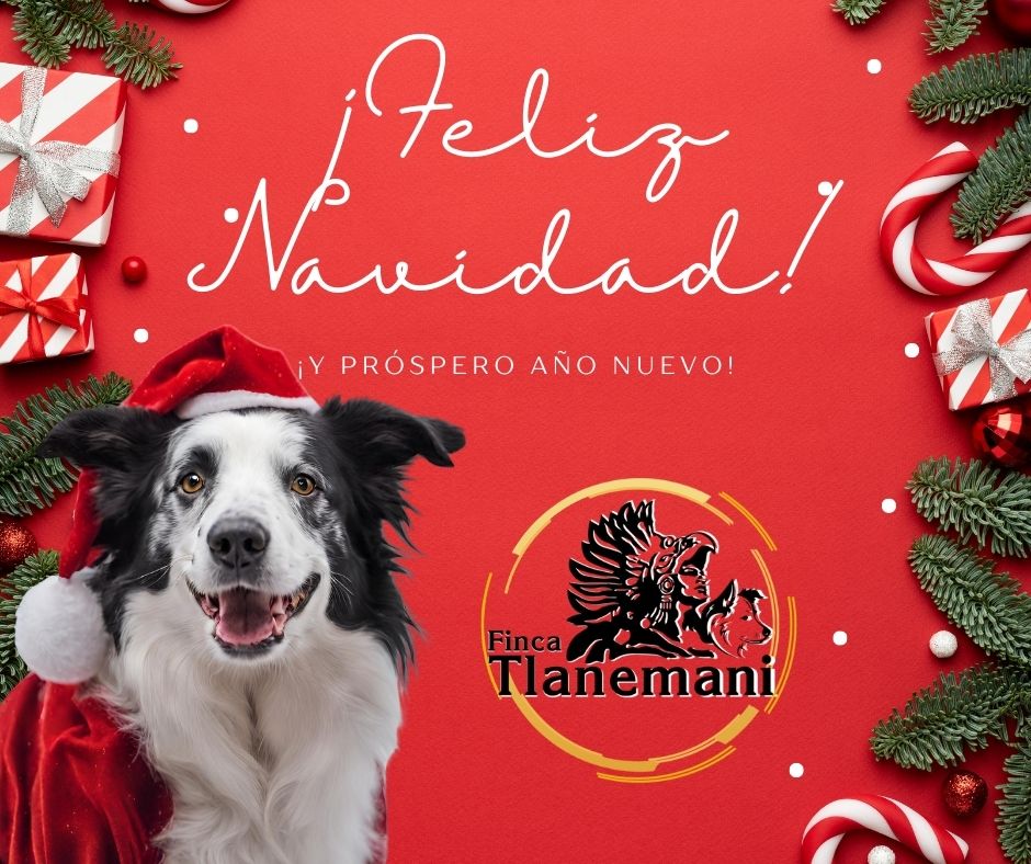 vispera de Navidad en Finca Tlanemani 3