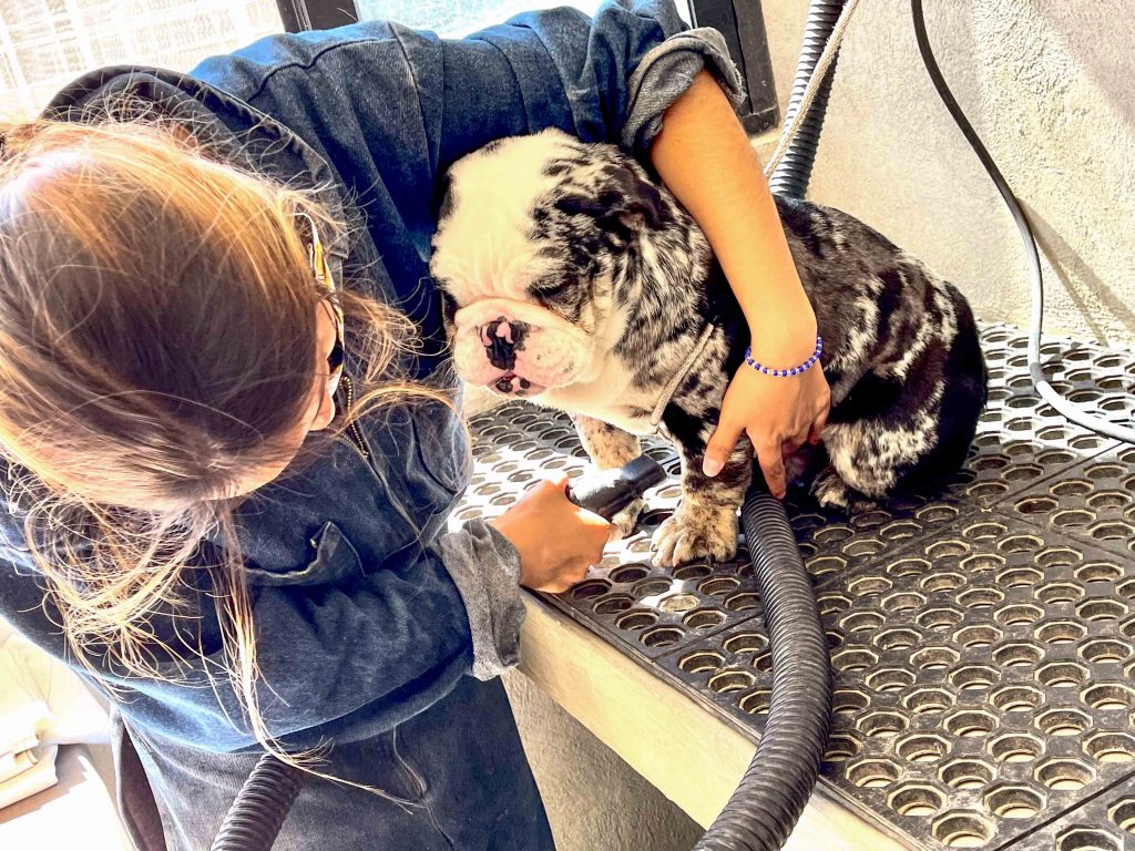 Asi crecen los cachorros en Finca Tlanemani 011