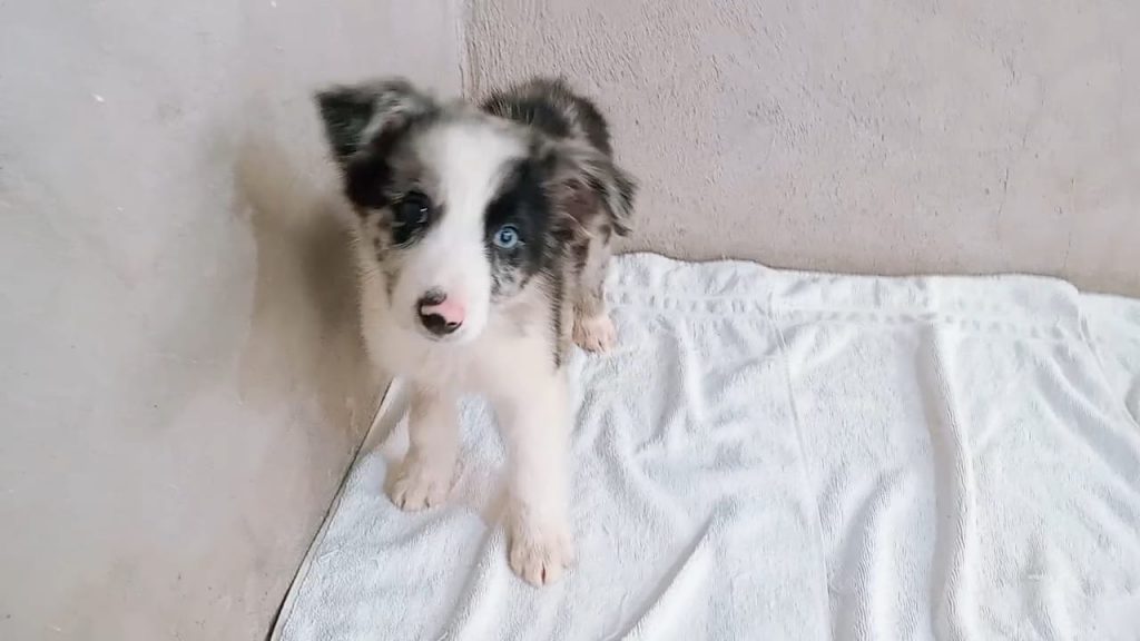 hembra border collie 28oct25