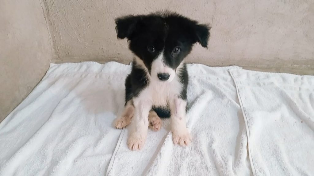 macho1 border collie 28oct25