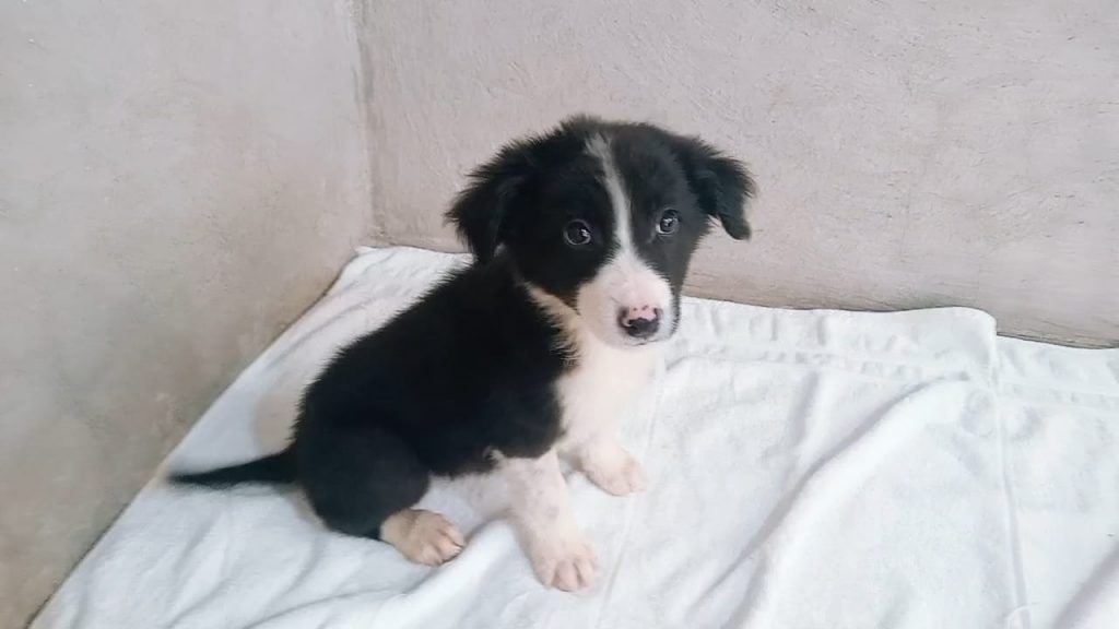 macho2 border collie 28oct25.jpg