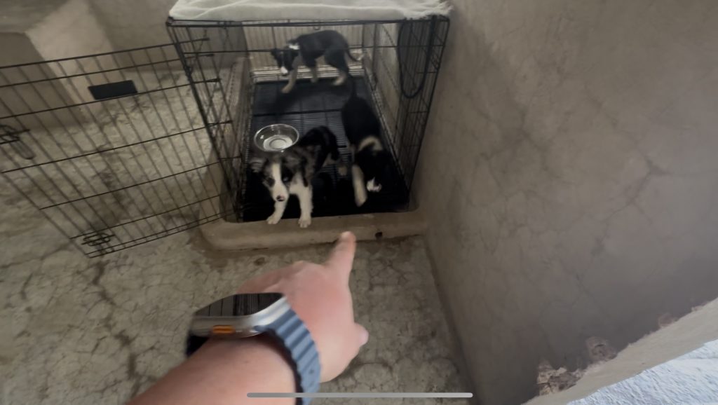 Educacion Canina Temprana - Finca Tlanemani 04