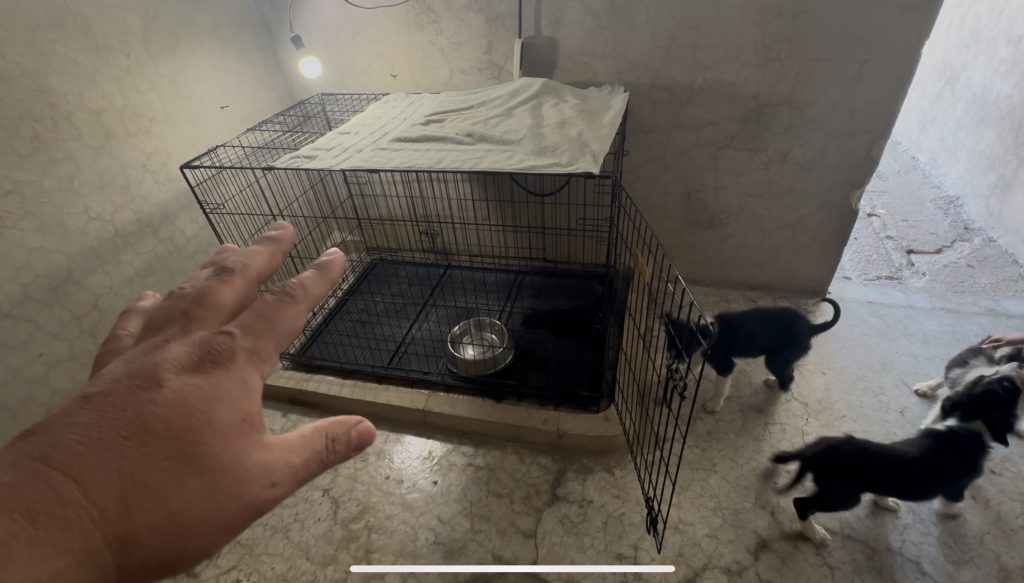 Educacion Canina Temprana - Finca Tlanemani 09