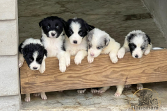 Finca-Tlanemani-Torunn-1er-sesion-3 Finca-Tlanemani-Torunn-1er-sesion-3