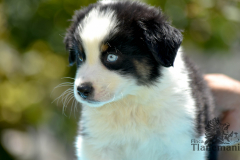 Finca-Tlanemani-Crias-Cira-y-Ganster-01 Finca-Tlanemani-Crias-Cira-y-Ganster-01