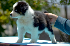 Finca-Tlanemani-Crias-Cira-y-Ganster-02 Finca-Tlanemani-Crias-Cira-y-Ganster-02