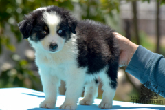 Finca-Tlanemani-Crias-Cira-y-Ganster-03 Finca-Tlanemani-Crias-Cira-y-Ganster-03