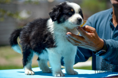 Finca-Tlanemani-Crias-Cira-y-Ganster-04 Finca-Tlanemani-Crias-Cira-y-Ganster-04