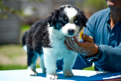 Finca-Tlanemani-Crias-Cira-y-Ganster-05 Finca-Tlanemani-Crias-Cira-y-Ganster-05