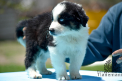 Finca-Tlanemani-Crias-Cira-y-Ganster-06 Finca-Tlanemani-Crias-Cira-y-Ganster-06