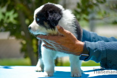 Finca-Tlanemani-Crias-Cira-y-Ganster-07 Finca-Tlanemani-Crias-Cira-y-Ganster-07