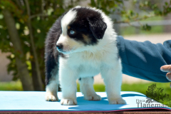 Finca-Tlanemani-Crias-Cira-y-Ganster-08 Finca-Tlanemani-Crias-Cira-y-Ganster-08