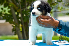 Finca-Tlanemani-Crias-Cira-y-Ganster-09 Finca-Tlanemani-Crias-Cira-y-Ganster-09