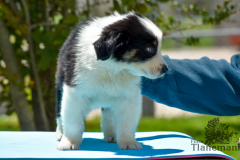 Finca-Tlanemani-Crias-Cira-y-Ganster-10 Finca-Tlanemani-Crias-Cira-y-Ganster-10