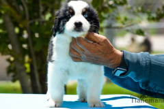 Finca-Tlanemani-Crias-Cira-y-Ganster-11 Finca-Tlanemani-Crias-Cira-y-Ganster-11