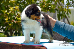 Finca-Tlanemani-Crias-Cira-y-Ganster-12 Finca-Tlanemani-Crias-Cira-y-Ganster-12