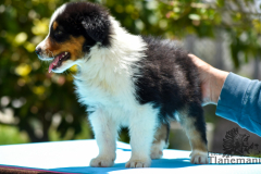 Finca-Tlanemani-Crias-Cira-y-Ganster-13 Finca-Tlanemani-Crias-Cira-y-Ganster-13