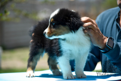 Finca-Tlanemani-Crias-Cira-y-Ganster-14 Finca-Tlanemani-Crias-Cira-y-Ganster-14