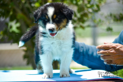 Finca-Tlanemani-Crias-Cira-y-Ganster-15 Finca-Tlanemani-Crias-Cira-y-Ganster-15