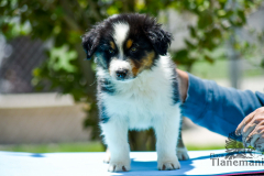 Finca-Tlanemani-Crias-Cira-y-Ganster-16 Finca-Tlanemani-Crias-Cira-y-Ganster-16