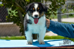 Finca-Tlanemani-Crias-Cira-y-Ganster-17 Finca-Tlanemani-Crias-Cira-y-Ganster-17