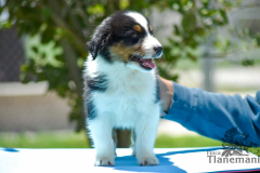 Finca-Tlanemani-Crias-Cira-y-Ganster-18 Finca-Tlanemani-Crias-Cira-y-Ganster-18