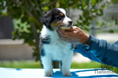 Finca-Tlanemani-Crias-Cira-y-Ganster-19 Finca-Tlanemani-Crias-Cira-y-Ganster-19