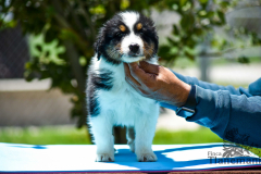 Finca-Tlanemani-Crias-Cira-y-Ganster-20 Finca-Tlanemani-Crias-Cira-y-Ganster-20