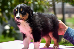 Finca-Tlanemani-Crias-Cira-y-Ganster-21 Finca-Tlanemani-Crias-Cira-y-Ganster-21