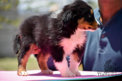 Finca-Tlanemani-Crias-Cira-y-Ganster-22 Finca-Tlanemani-Crias-Cira-y-Ganster-22